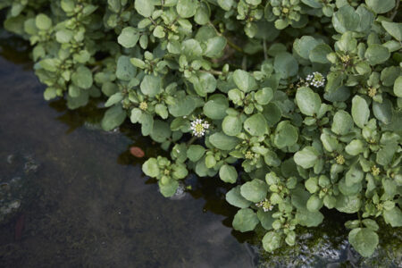 Foraging for Wild Watercress Image